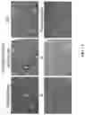 Fig. 16 - Andrographolide derivatives and method of using the same for treatment or prevention of fibrosis