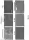 Fig. 28 - Andrographolide derivatives and method of using the same for treatment or prevention of fibrosis