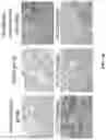 Fig. 35 - Andrographolide derivatives and method of using the same for treatment or prevention of fibrosis