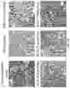 Fig. 42 - Andrographolide derivatives and method of using the same for treatment or prevention of fibrosis