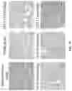 Fig. 46 - Andrographolide derivatives and method of using the same for treatment or prevention of fibrosis