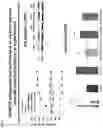 Fig. 04 - 20-HETE receptor (GPR75) antagonists and methods of use