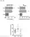 Fig. 03 - COMPOUNDS FOR INCREASING NEURAL PLASTICITY