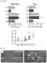 Fig. 07 - COMPOUNDS FOR INCREASING NEURAL PLASTICITY