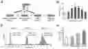 Fig. 01 - Stimulating platelet generation by activating mitochondrial biogenesis
