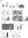 Fig. 02 - Stimulating platelet generation by activating mitochondrial biogenesis