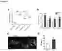 Fig. 05 - Stimulating platelet generation by activating mitochondrial biogenesis