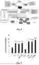 Fig. 09 - Stimulating platelet generation by activating mitochondrial biogenesis