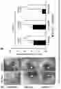 Fig. 03 - Composition for treating fibrocartilage tissue damage
