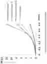 Fig. 06 - Composition for treating fibrocartilage tissue damage