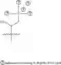 Fig. 125 - A POLYMER NETWORK, METHOD FOR PRODUCTION, AND USES THEREOF