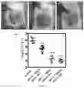 Fig. 14 - A POLYMER NETWORK, METHOD FOR PRODUCTION, AND USES THEREOF
