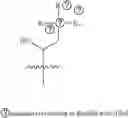 Fig. 29 - A POLYMER NETWORK, METHOD FOR PRODUCTION, AND USES THEREOF