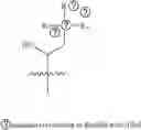 Fig. 35 - A POLYMER NETWORK, METHOD FOR PRODUCTION, AND USES THEREOF
