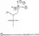 Fig. 40 - A POLYMER NETWORK, METHOD FOR PRODUCTION, AND USES THEREOF