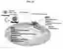 Fig. 17 - Method of administration and treatment