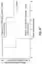 Fig. 06 - High affinity merkel cell polyomavirus T antigen-specific TCRS and uses thereof