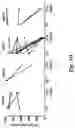 Fig. 15 - High affinity merkel cell polyomavirus T antigen-specific TCRS and uses thereof