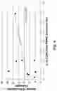 Fig. 16 - High affinity merkel cell polyomavirus T antigen-specific TCRS and uses thereof