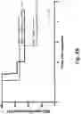 Fig. 20 - High affinity merkel cell polyomavirus T antigen-specific TCRS and uses thereof