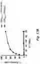 Fig. 27 - High affinity merkel cell polyomavirus T antigen-specific TCRS and uses thereof