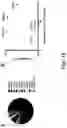 Fig. 35 - High affinity merkel cell polyomavirus T antigen-specific TCRS and uses thereof