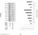 Fig. 12 - Compositions and methods for inhibition of lineage specific proteins