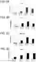 Fig. 04 - Pancreatic endocrine cells and methods thereof