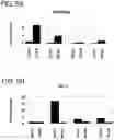 Fig. 06 - Pancreatic endocrine cells and methods thereof