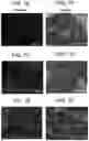 Fig. 08 - Pancreatic endocrine cells and methods thereof