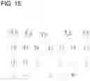 Fig. 17 - Pancreatic endocrine cells and methods thereof