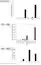 Fig. 25 - Pancreatic endocrine cells and methods thereof
