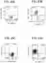 Fig. 27 - Pancreatic endocrine cells and methods thereof