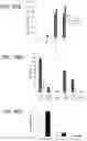 Fig. 30 - Pancreatic endocrine cells and methods thereof