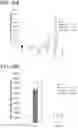 Fig. 35 - Pancreatic endocrine cells and methods thereof