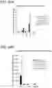 Fig. 52 - Pancreatic endocrine cells and methods thereof