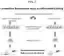 Fig. 09 - COMPOSITIONS AND METHODS FOR PROVIDING HEMATOPOIETIC FUNCTION