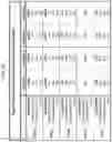 Fig. 23 - COMPOSITIONS AND METHODS FOR PROVIDING HEMATOPOIETIC FUNCTION