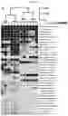 Fig. 15 - COMPOSITIONS FOR MODIFYING GUT MICROBIOTA