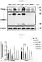 Fig. 23 - COMPOSITIONS FOR MODIFYING GUT MICROBIOTA