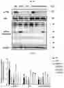 Fig. 24 - COMPOSITIONS FOR MODIFYING GUT MICROBIOTA