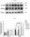 Fig. 25 - COMPOSITIONS FOR MODIFYING GUT MICROBIOTA