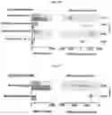 Fig. 33 - COMPOSITIONS FOR MODIFYING GUT MICROBIOTA