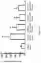 Fig. 16 - Wolfberry glycopeptide composition and methods for preparing and using the same