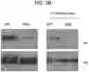 Fig. 06 - Methods and compositions for treating Huntington's disease