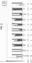 Fig. 18 - Methods and compositions for treating Huntington's disease
