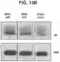 Fig. 31 - Methods and compositions for treating Huntington's disease