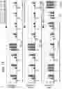 Fig. 35 - Methods and compositions for treating Huntington's disease