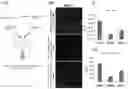 Fig. 01 - LYPD1 INHIBITOR AND METHOD FOR PRODUCING BIOLOGICAL TISSUE USING SAME