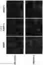 Fig. 03 - LYPD1 INHIBITOR AND METHOD FOR PRODUCING BIOLOGICAL TISSUE USING SAME